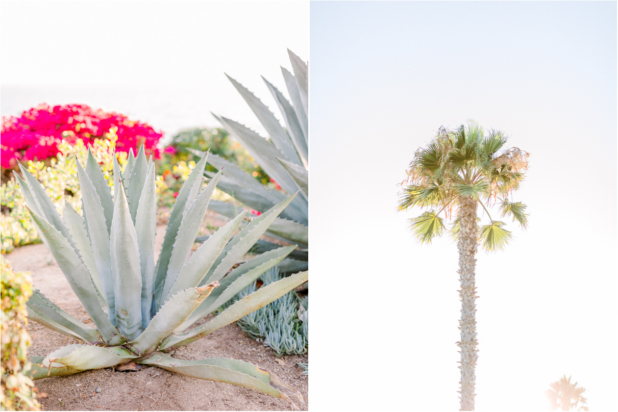 Tall palm tree on sunny day and large agave poky plants