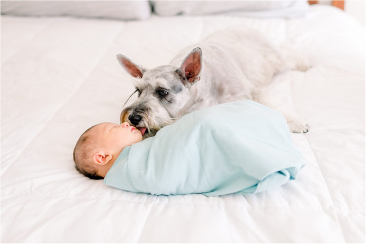Sleeping baby in turquoise swaddle on bed while dog licks his cheek