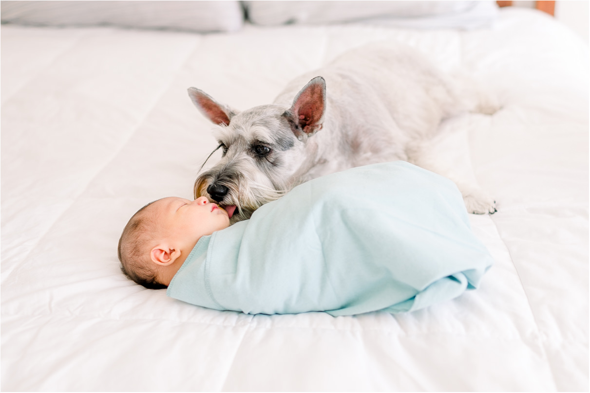 Sleeping baby in turquoise swaddle on bed while dog licks his cheek